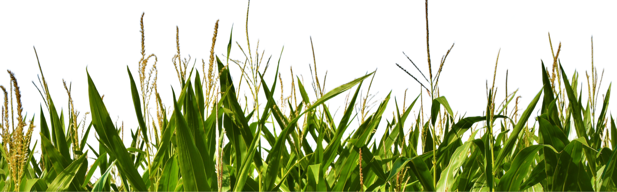 Grass Image